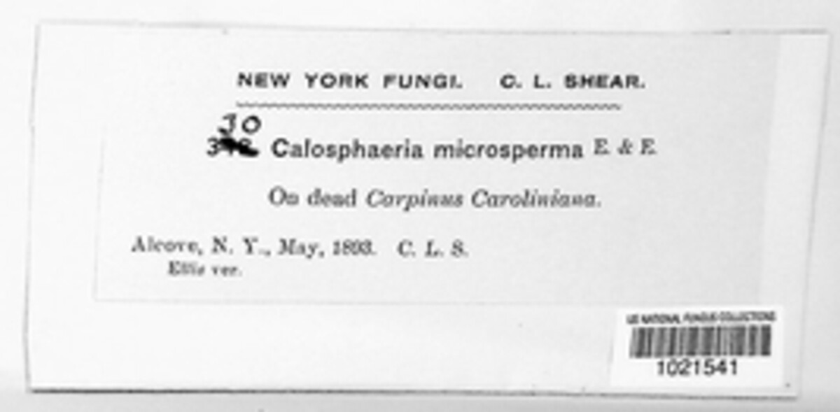 Circinostoma microspermum image